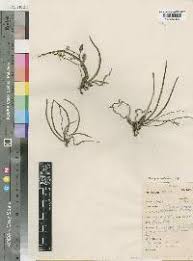 Image result for Faroa pusilla