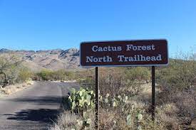 This saguaro national park trail is located in the rincon mountain district. Cactus Forest Trail Saguaro National Park East Mountain Bike Ride