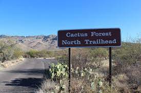 The loop drive at saguaro national park provides a smooth and beautiful overview of sonoran desert landscape. Cactus Forest Trail Saguaro National Park East Mountain Bike Ride