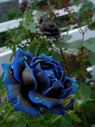Beautiful Black And Blue Roses Black Rose With Blue Tips Rose Seeds Flower Seeds Most Beautiful Flowers