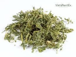 Chiết xuất bạch tật lê