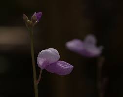 Image result for Utricularia benjaminiana