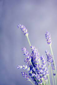 Close Up Photo Of Lavender Photo Free Lavender Image On Unsplash Flower Pictures Beautiful Flowers English Lavender