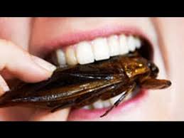 Which Bugs Are Safest To Eat And Tastiest Youtube