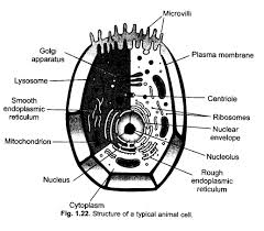 Previous Year Question Papers For Cbse Class 9 Science Chapter 5 The Fundamental Unit Of L Previous Year Question Paper Science Textbook This Or That Questions