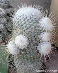 Columnar type cacti, also known as cereus type, grow tall and skinny. 190 Cactus Ideas Cactus Cacti And Succulents Cactus And Succulents