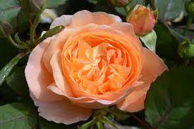 It has a very very strong deliciously fruity fragrance whit hints of pears , grape and citrus fruits, and was awarded first prize for fragrance in the nantes trials. Lady Emma Hamilton Rose Apricot Ca 120cm David Austin 2005 Rosa Lady Emma Hamilton Online Bestellen