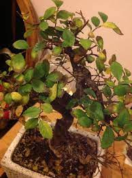 Why are my bonsai leaves turning yellow video explores one of the most commonly asked table of contents chinese elm tree leaves turning yellow general care 00:44 problems 01:27. Why Is My Bonsai Losing Brown Yellow Leaves And Developing White Dots Gardening Landscaping Stack Exchange
