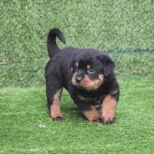 We did not find results for: Rottweiler Puppies For Sale Near Me Rottweiler Puppies For Sale Rottweiler Puppies Rottweiler Puppies For Sale Near Me