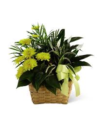 Looking for a grocery store near you that does grocery delivery or pickup in arnold, md? The Loving Light Dishgarden In Annapolis Md Flowers By Donna