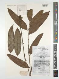 Image result for Polyceratocarpus