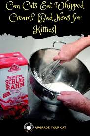 • can i give my cat crackers? Can Cats Eat Whipped Cream I Explain The Pros And Cons Upgrade Your Cat