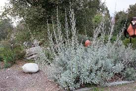 Hit the subscribe button to get more. Sage White Sage Salvia Apiana Organic 30 Seeds Per Pack Etsy California Native Plants White Sage Plant Plants