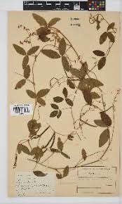 Image result for Teramnus repens