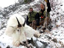 Rocky Mountain Goat - Grizzly Basin Outfitters