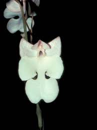 Image result for Habenaria goetzeana