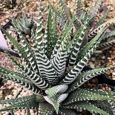 Image result for Habenaria attenuata