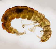 Image result for Polyspatha