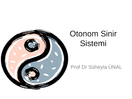 Insan otonom sinir sistemi birçok iç organ ve sistemlerin çalışması üzerinde doğrudan etkisi vardır.taşınan solunum, dolaşım, hareket ve insan organizmasının başka işlevlere teşekkürler.i̇lginçtir. Pdf Otonom Sinir Sistemi