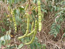 Image result for Senna petersiana