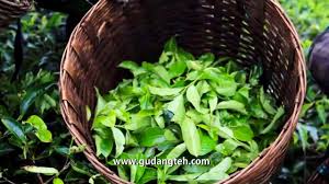 Maybe you would like to learn more about one of these? Cv Gudang Teh Product