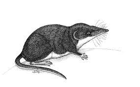 Neomys Anomalus Musaraigne De Zone Humide Protegee En France Encre De Chine Encre De Chine Dessin Les Oeuvres