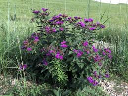 Image result for Vernonia holstii