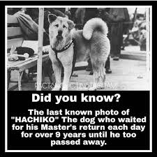 Hachiko Taught Me The Meaning Of Loyalty That You Should Never Forget Anyone That You Ve Love Meant To Be Fun Facts Waiting For Him