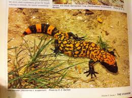 Halloween Herptiles Vivarium 6 2 Page 28 1994