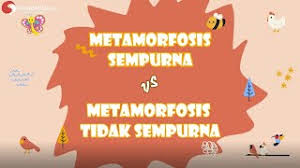 Makhluk hidup mengalami daur hidup. Ciri Ciri Metamorfosis Sempurna Dan Tidak Sempurna