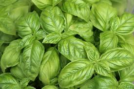 Sweet Basil (Ocimum basilicum)