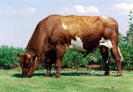 Sigir Yetistiriciligi Isvec Kirmizisi Sigiri Swedish Red Cow Isvec Hayvanlar Veterinerler