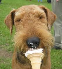 Maybe you would like to learn more about one of these? Five Fabulous Ice Cream Spots In Geneva Lake Wisconsin Area Fun Ice Cream Facts Cheap Vacation Ideas Day Dog Ice Cream Dog Eating Ice Cream Airedale Dogs