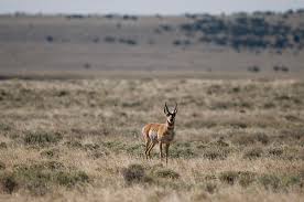 Image result for Little Catnip Spring - Sheldon Refuge Winnemucca NV