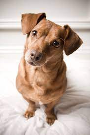 One Of My Babies Dingo Daschund Chihuahua Mix 3
