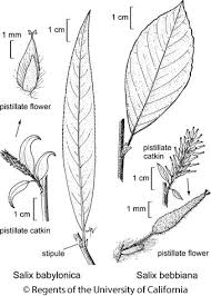 Image result for Salix babylonica