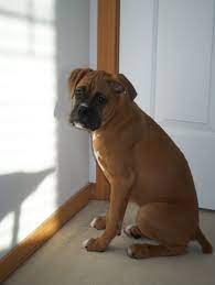 3 Month Old Boxer Puppy Boxer Dogs Boxer Bulldog Boxer Puppies