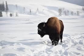 A bison can also pivot quickly—an advantage when fighting predators that aim for hindquarters. Pin On Animals