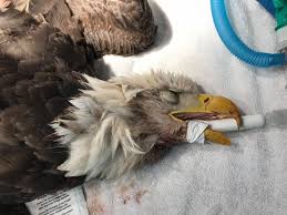 Maybe you would like to learn more about one of these? Rat Poison Is Killing Birds Of Prey And People Are Finally Paying Attention Native Animal Rescue
