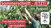 Eine kurze anleitung zum kirschbaumschnitt und zum richtigen. Kirschbaume Richtig Schneiden Der Kirschbaumschnitt Leicht Erklart Youtube