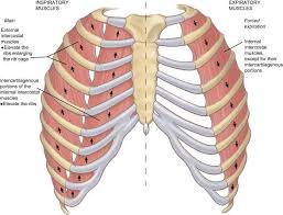 There are several muscles that are attached to the rib cage. Atrophy Of Intercostal Muscles Yahoo Image Search Results Muscle Human Anatomy Musculoskeletal System