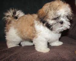 If you are looking to adopt or florida kansas massachusetts pennsylvania texas virginia. Shih Tzu Puppy For Sale In Colorado Springs Colorado Classified Americanlisted Com