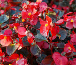 Image result for begonia semperflorens
