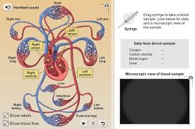 The human digestive system consists of the gastrointestinal tract plus the accessory organs of digestion (the tongue, salivary glands, pancreas, liver, and gallbladder). Circulatory System Gizmo Lesson Info Explorelearning