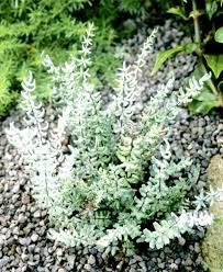 Image result for Pellaea