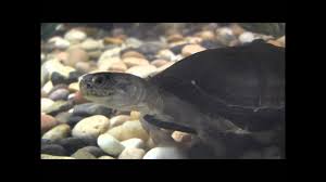 The length and size of an african sideneck turtle can vary, with some being 7 in and others being longer. African Sideneck Turtle African Mud Turtle Nature Discovery