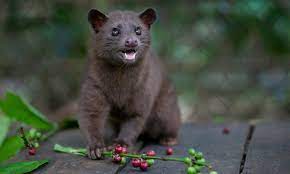 Civet cat — noun date: Civet Cat Coffee Can World S Most Expensive Brew Be Made Sustainably Guardian Sustainable Business The Guardian