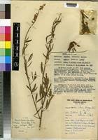 Image result for Crotalaria kirkii