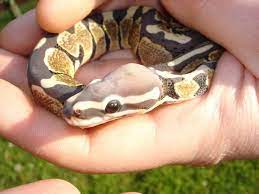522 Connection Timed Out Cute Reptiles Pet Snake Cute Snake