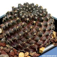 Buy and sell electronics, cars, fashion apparel, collectibles, sporting goods, digital cameras, baby items, coupons, and everything else on ebay, the world's online marketplace. Copiapoa Tenuissima